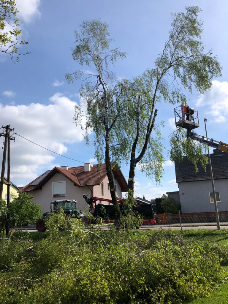 Baumfällung_01